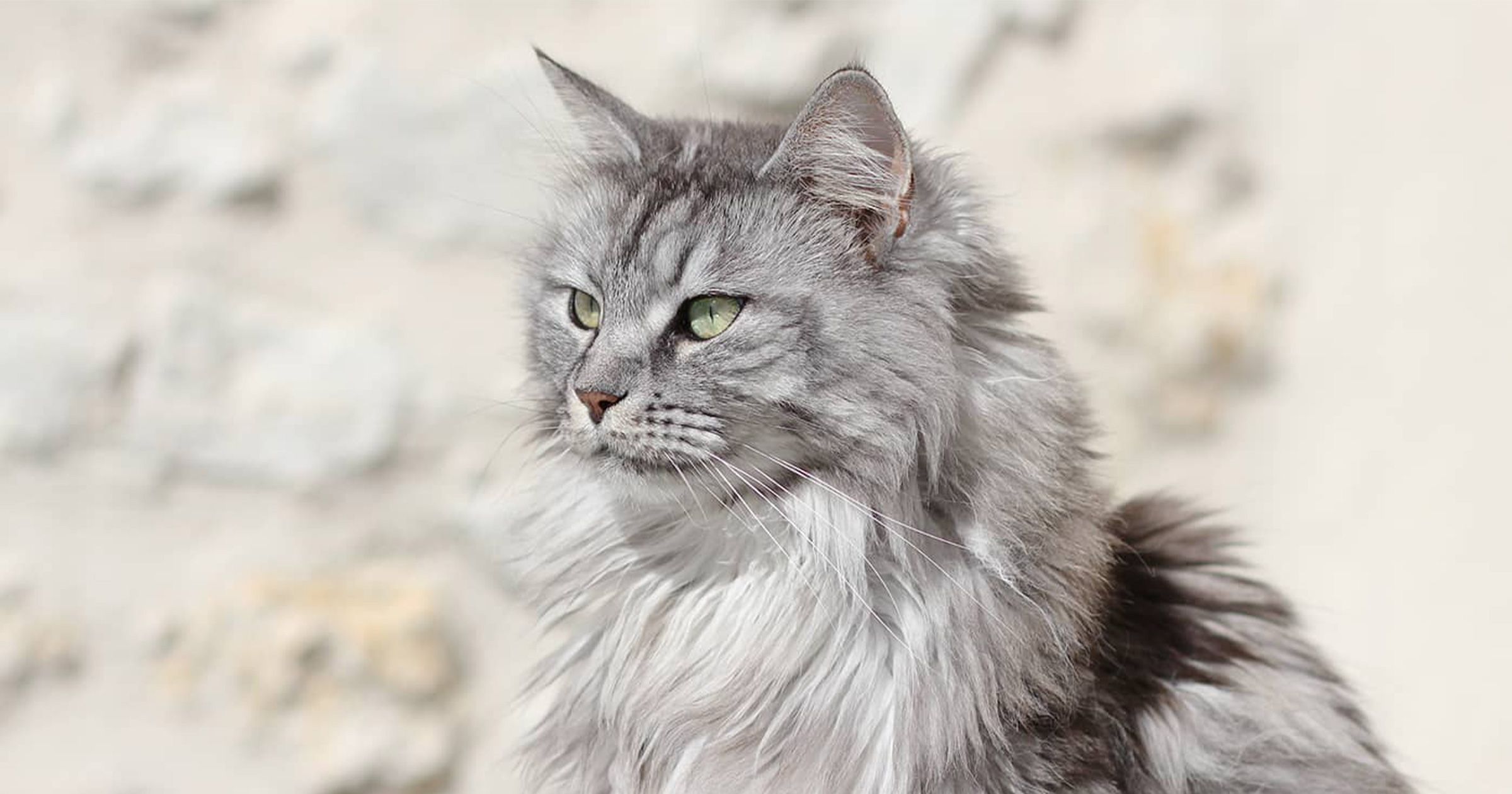 Conseil Vétérinaire - Blog - Tout savoir sur le Maine Coon