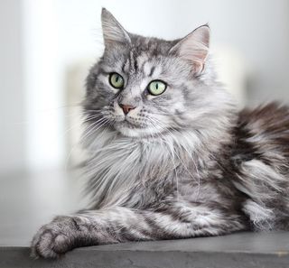 Maine Coon noir et gris couché