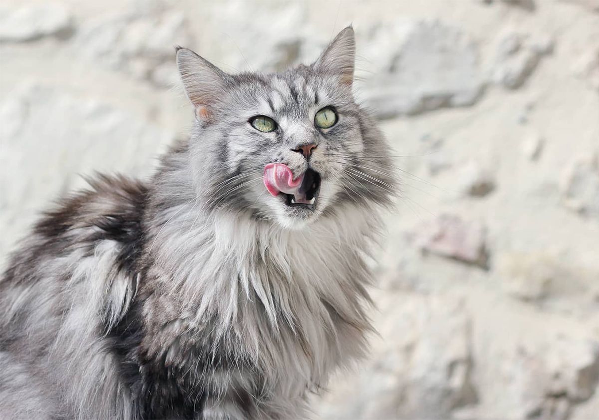 Maine Coon qui se lèche les babines