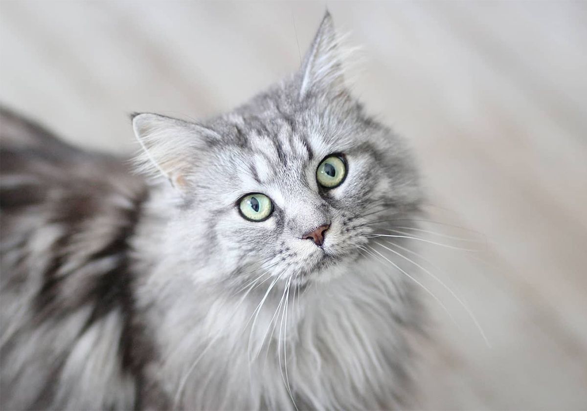 Maine Coon gris et noir qui regarde l'objectif 