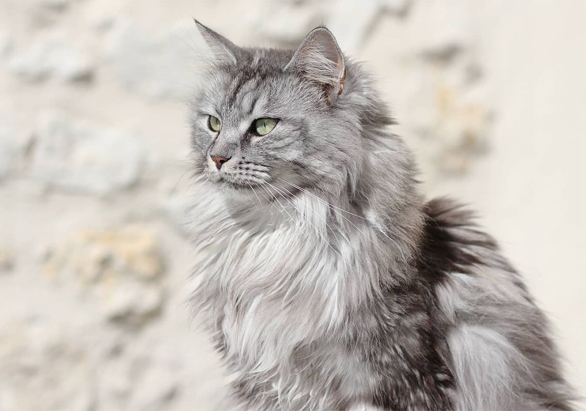 Maine Coon assis en extérieur