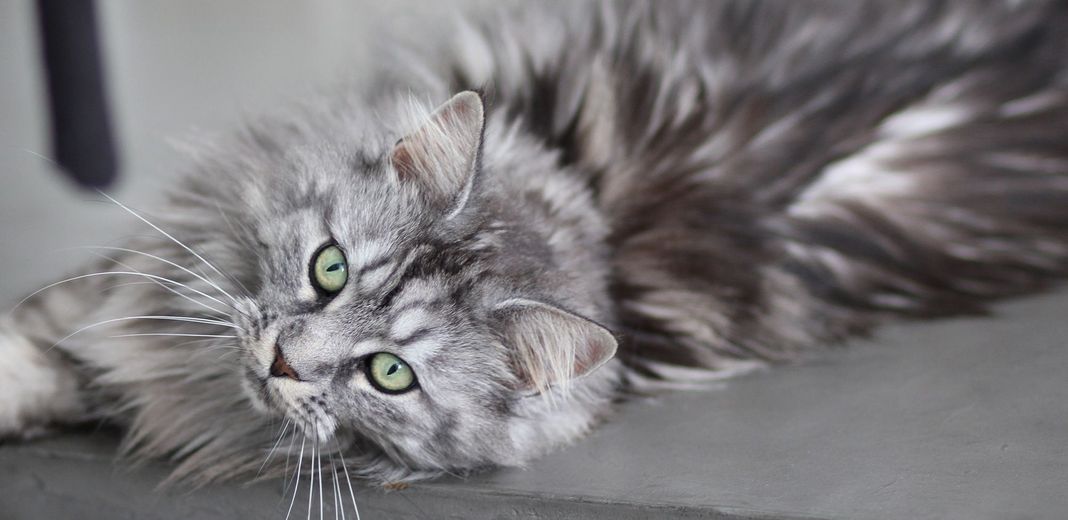 Maine Coon noir et gris couché sur le côté 