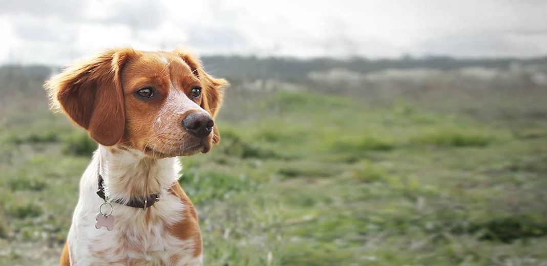 Fiche race : l'Epagneul Breton - Le chasseur français