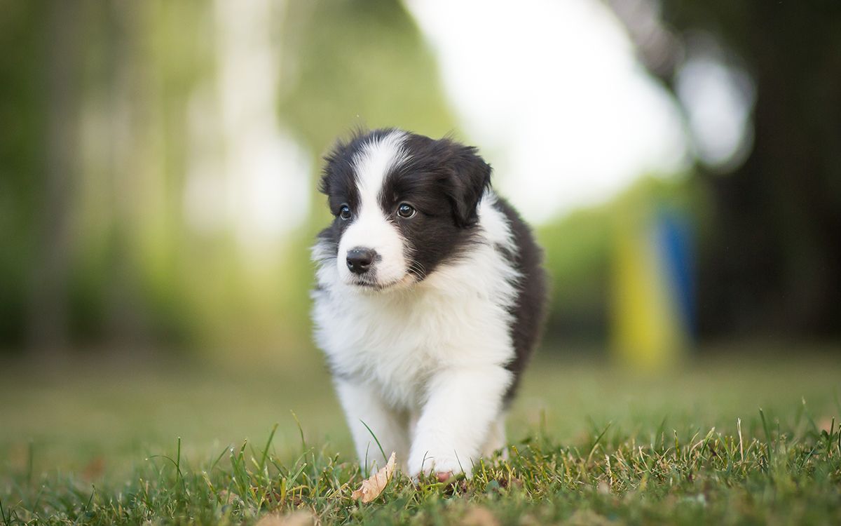 Petit Border Collie marchant sur de l'herbe