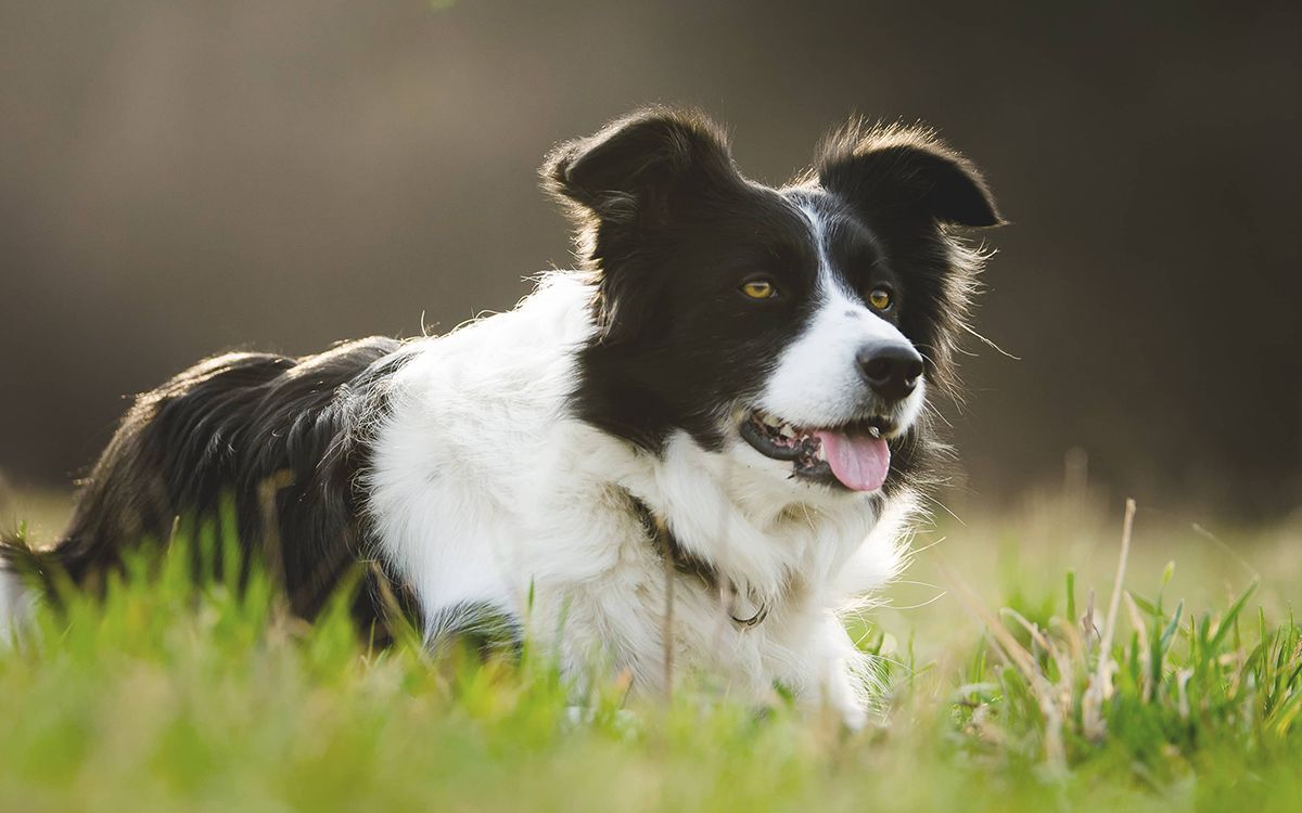 Border Collie couché en plein air