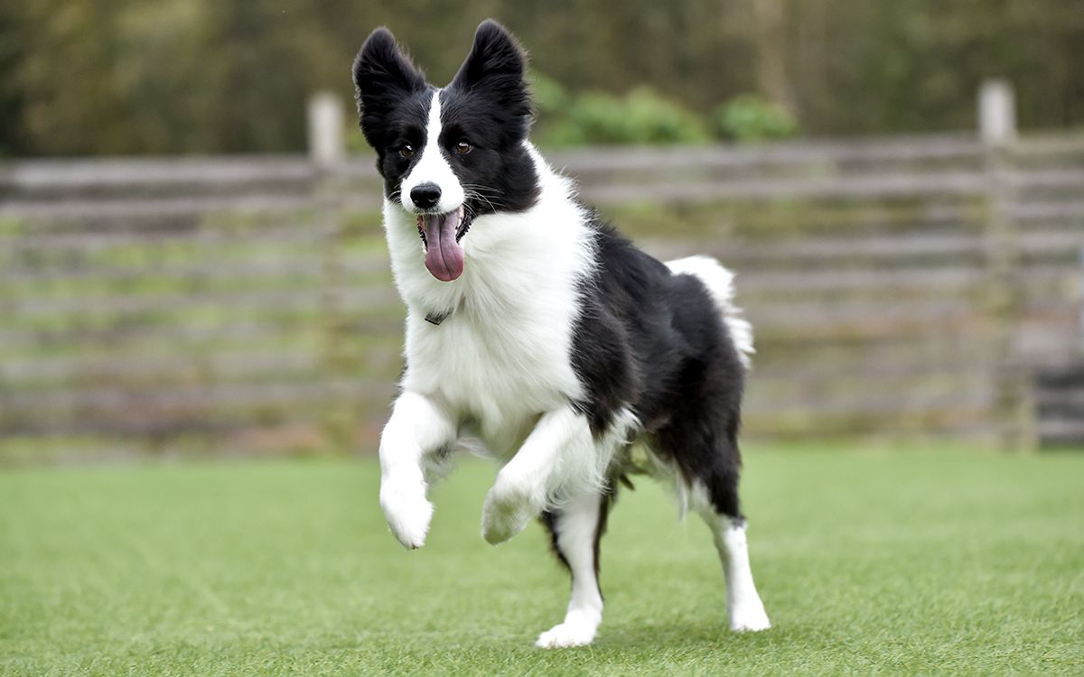 Border Collie courant en extérieur