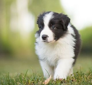 Petit Border Collie