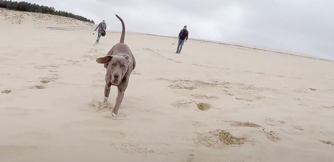 Un chien court sur la plage, 2 autres personnes sont à l'arrière