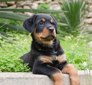 Jeune rottweiler 