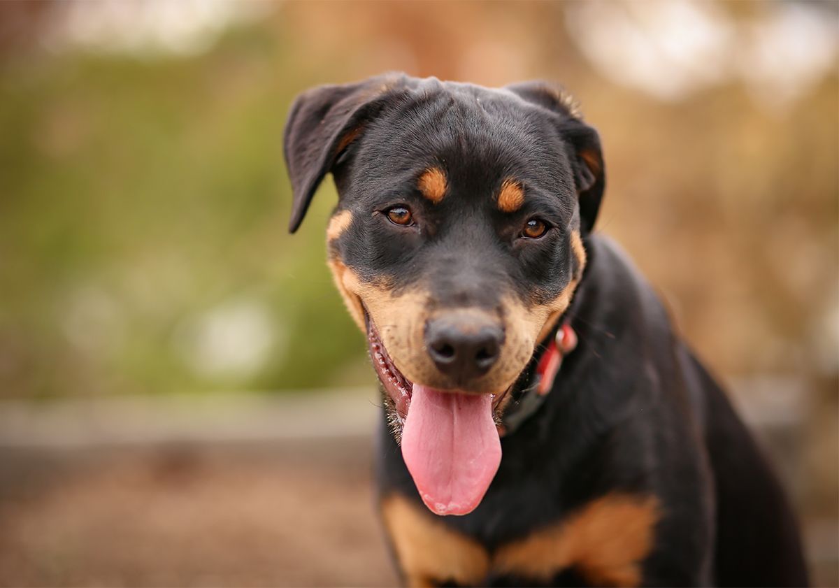 Rottweiler 