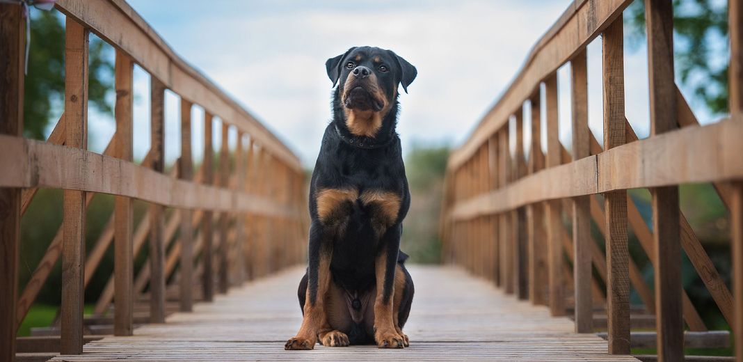 Rottweiler assis au milieu d'un pont en bois