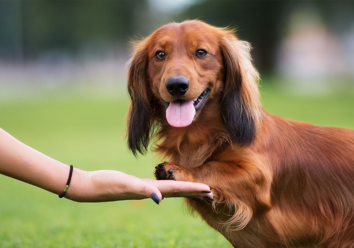 Teckel qui donne la patte à sa maîtresse
