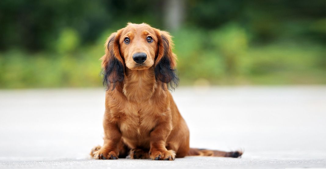 Teckel assis en extérieur