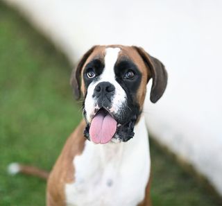 Boxer marron et blanc en extérieur 