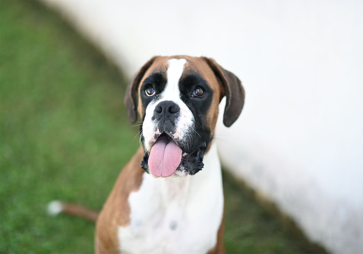 Chien boxer assis dans un jardin