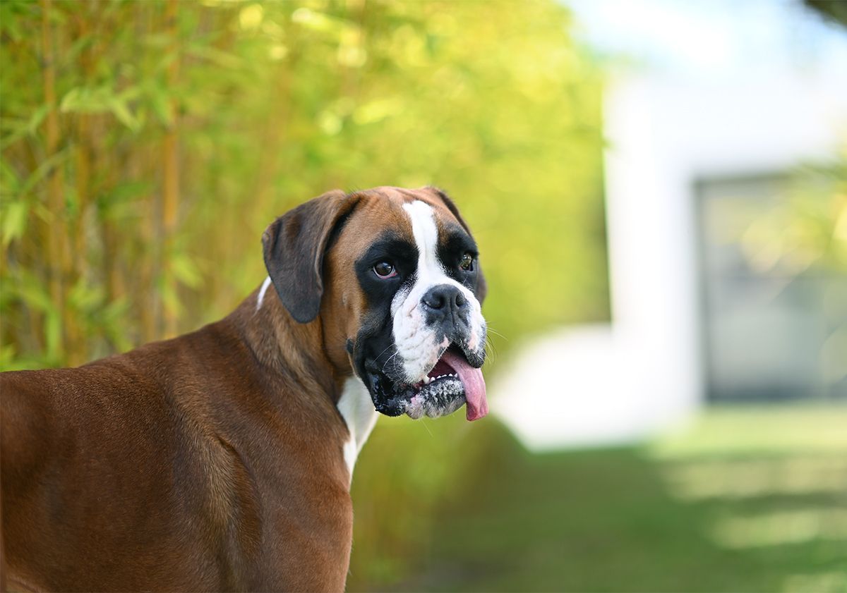 Boxer dans un jardin