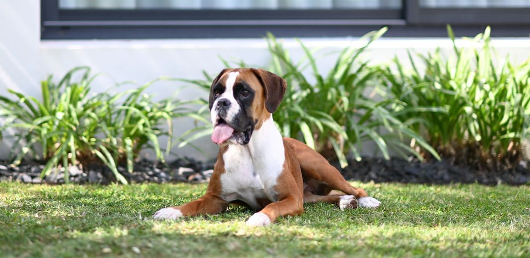 Chien boxer dans un jardin