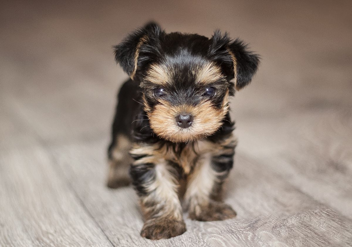 Bébé Yorkshire 