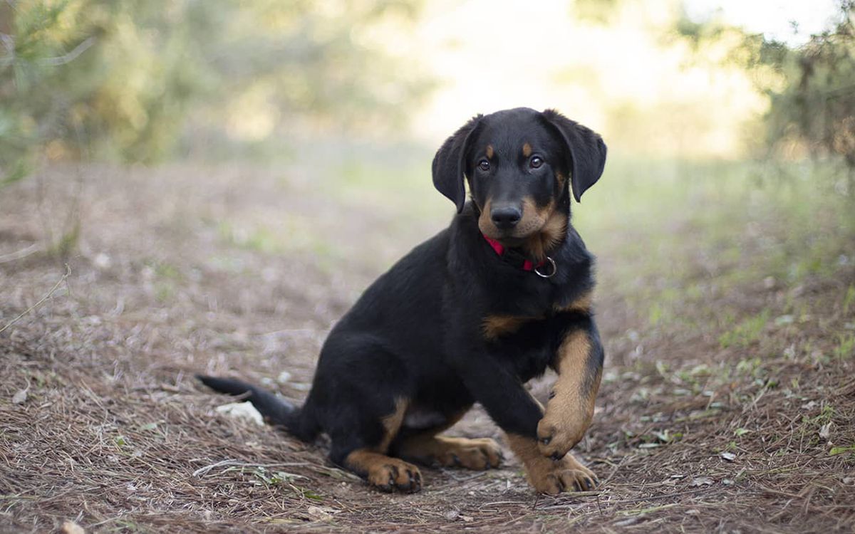 Petit Beauceron en extérieur