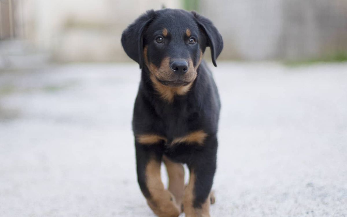 Chiot Beauceron en plein air