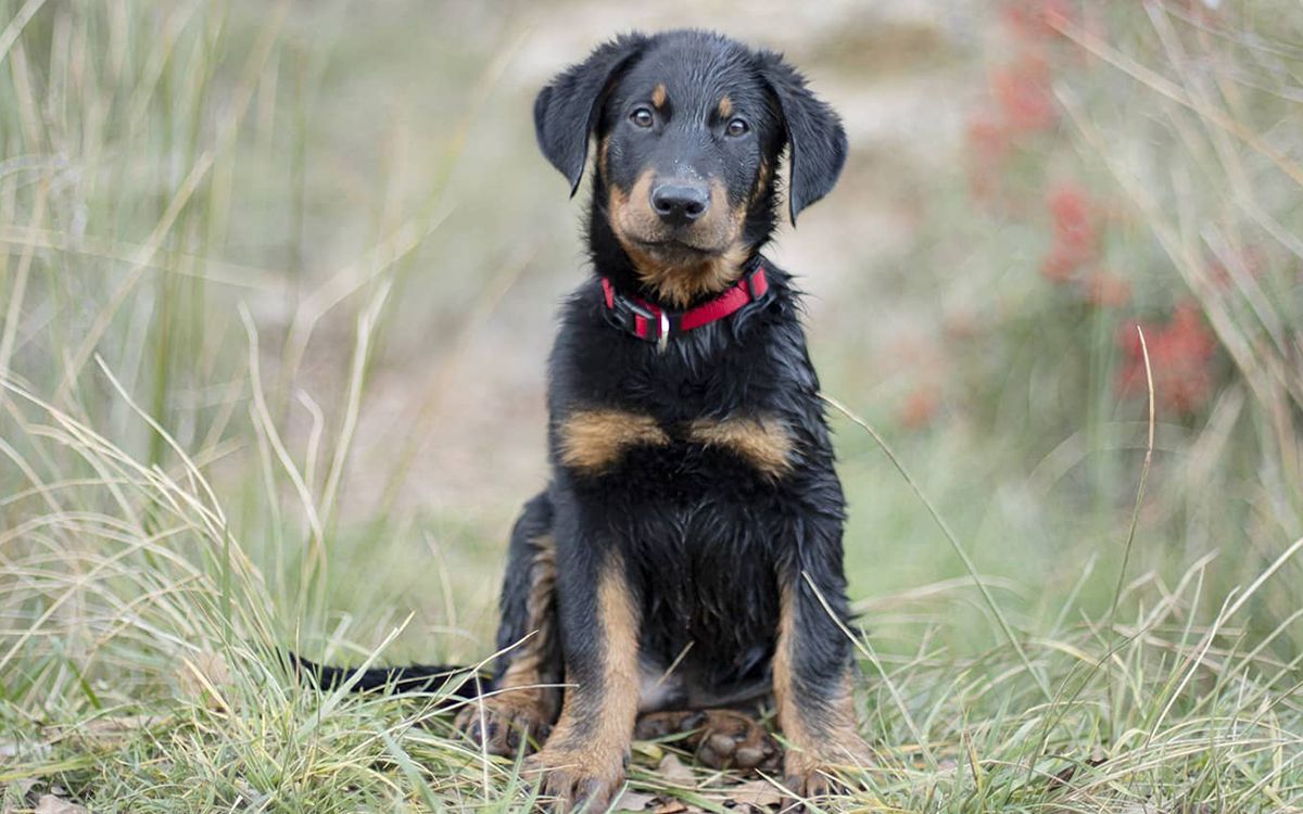 Petit Beauceron sur de hautes herbes