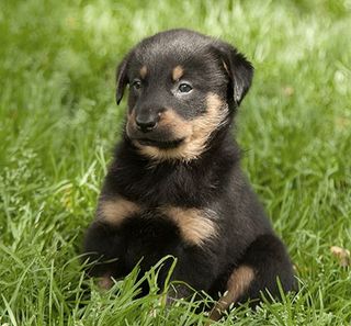 Bébé Beauceron 