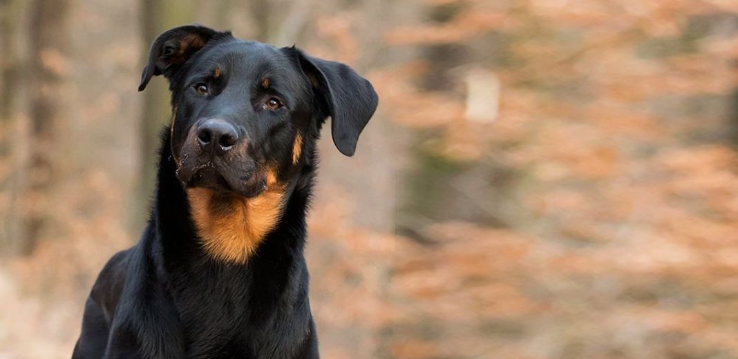 Beauceron en extérieur