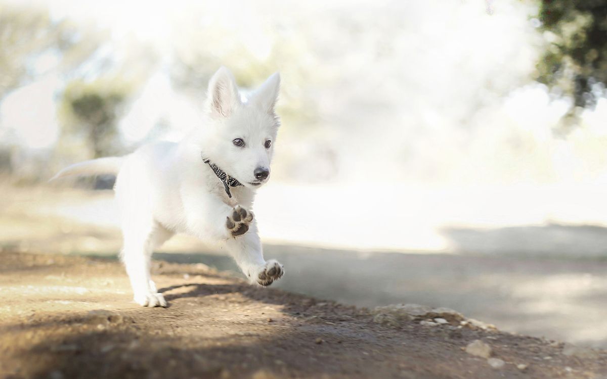 Un chiot blanc court en pleine nature