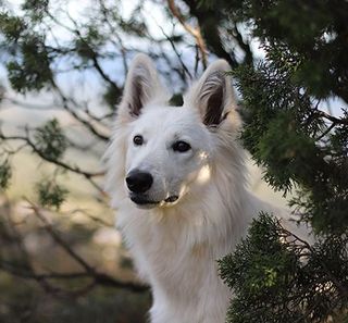 Un chien, les oreilles dressées, regarde légèrement sur sa droite 