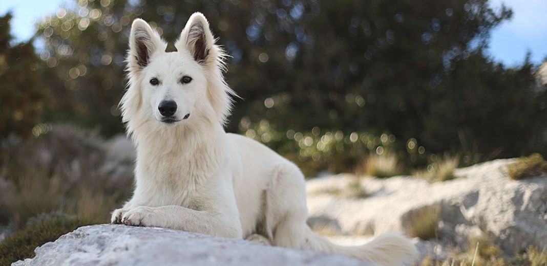 Un chien blanc couché regardant l'objectif de l'appareil photo