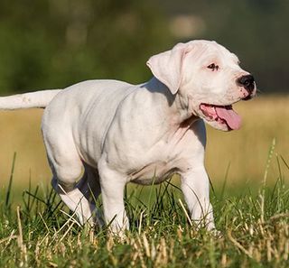 Dogue Argentin en pleine nature