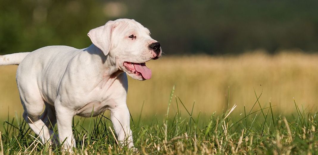 Dogue Argentin en plein air