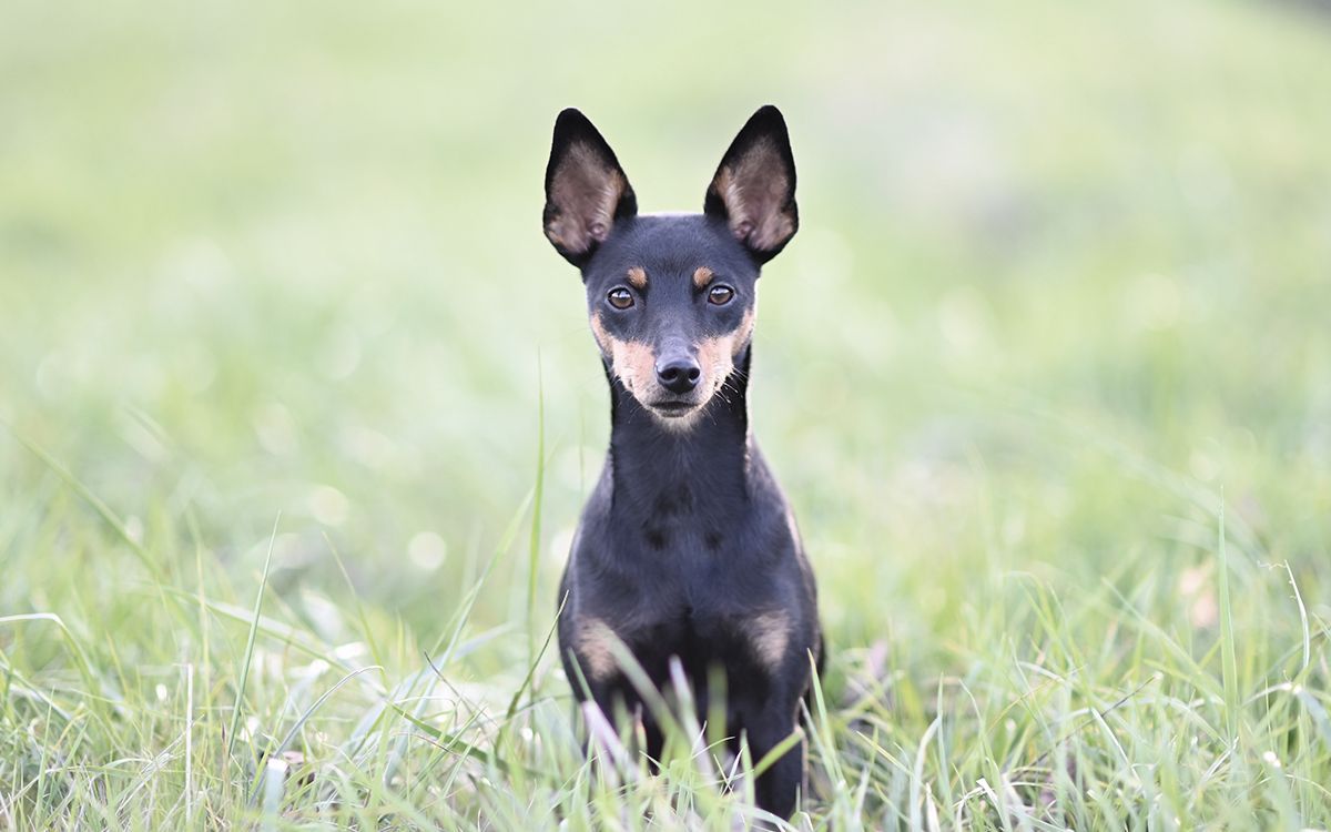 Pinscher Nain en extérieur