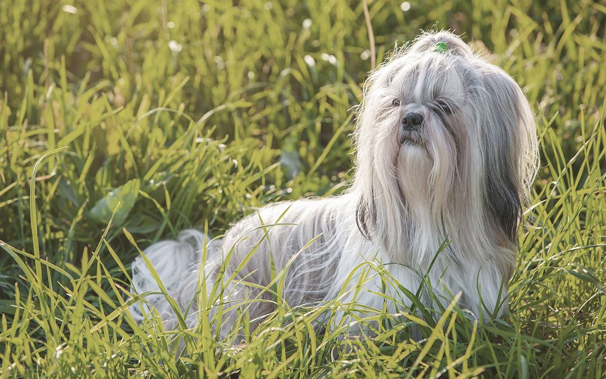 Shih Tzu à poils longs