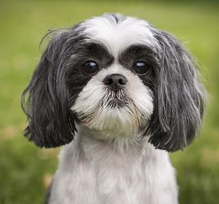 Shih Tzu