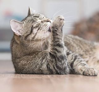 Chat se léchant la pâte 