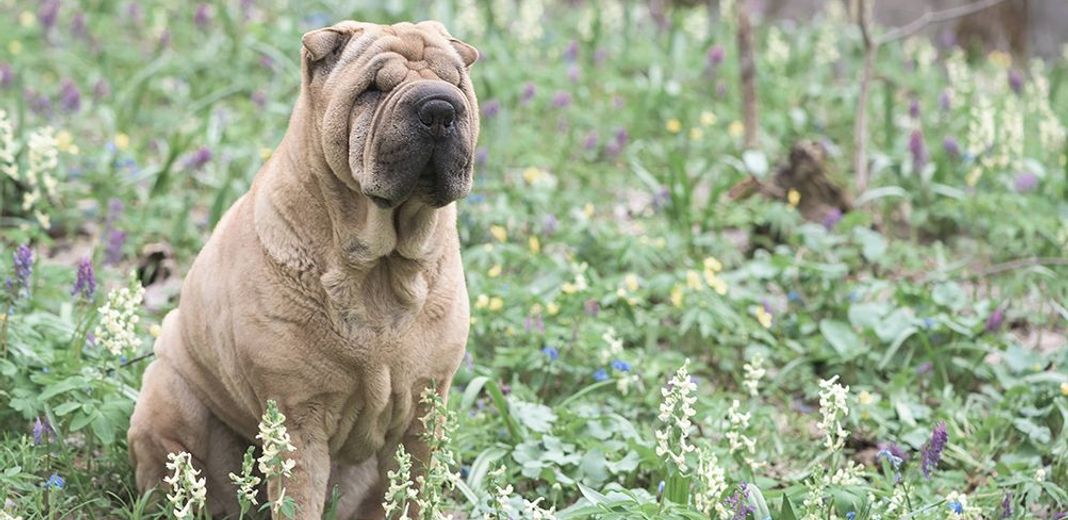 Shar Pei en extérieur