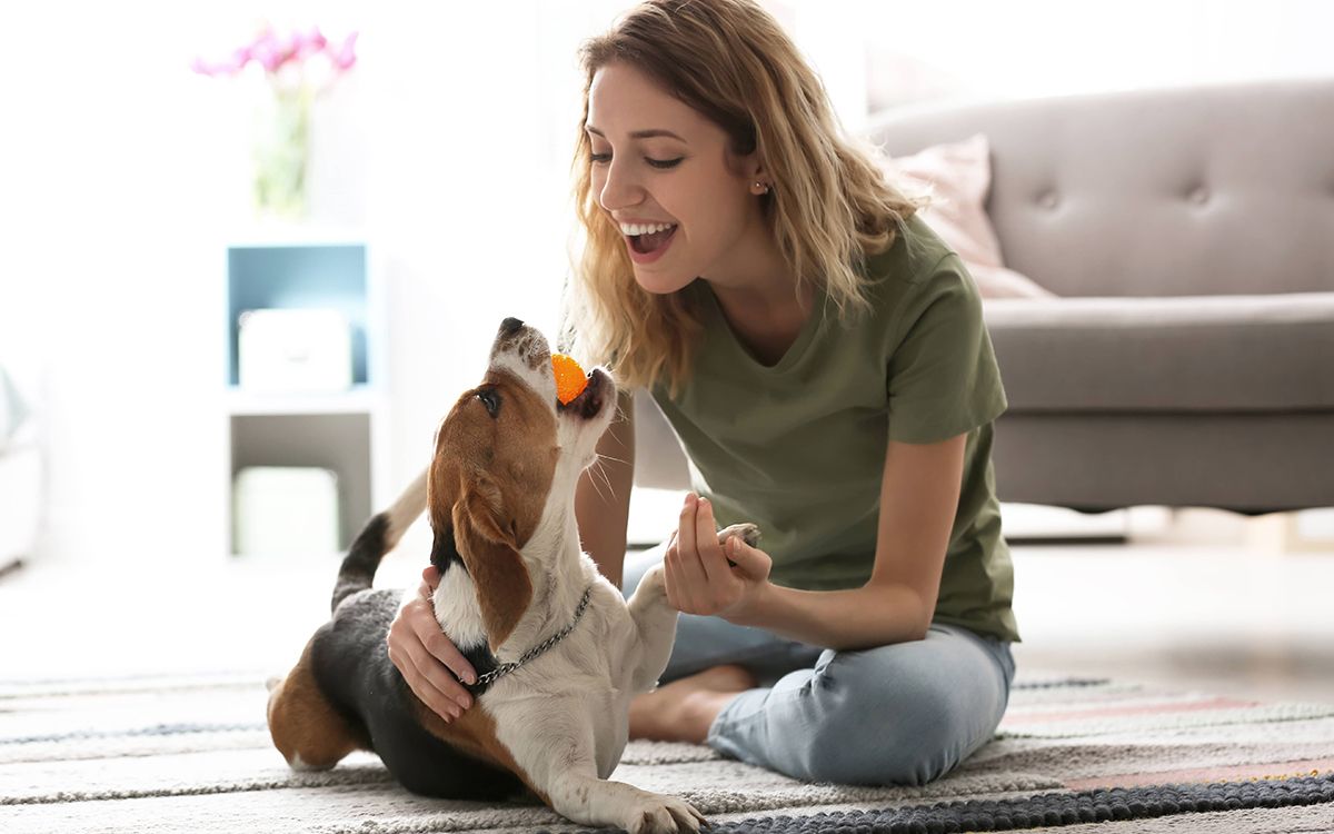 Chien jouant avec sa maîtresse