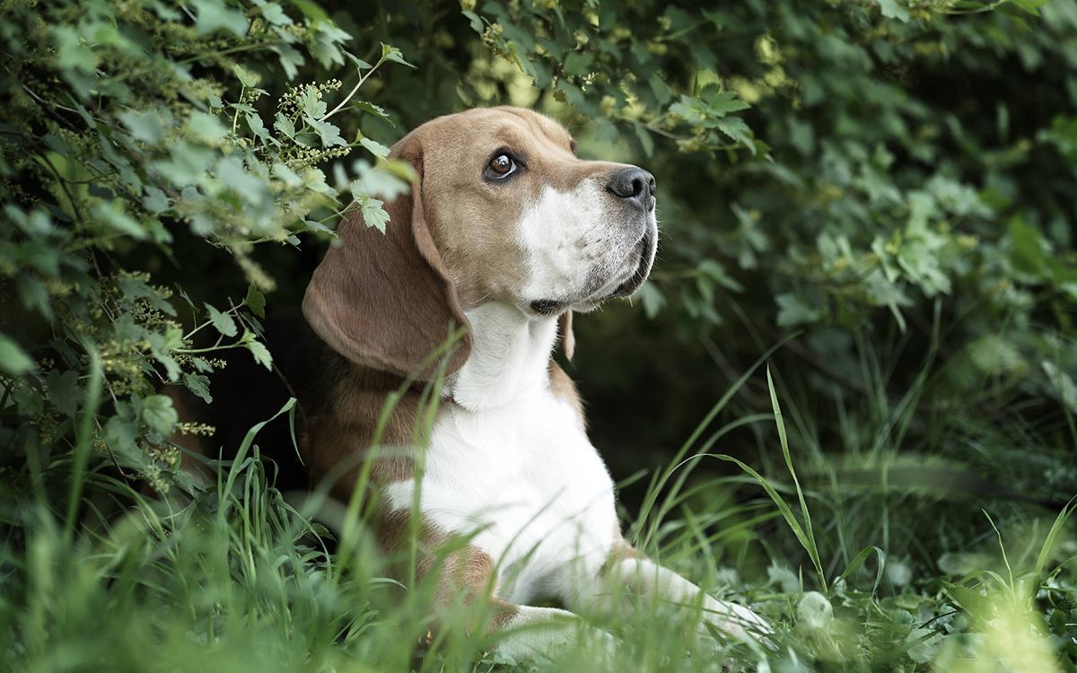 Chien couché en pleine nature