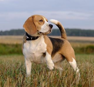 Chien en pleine nature