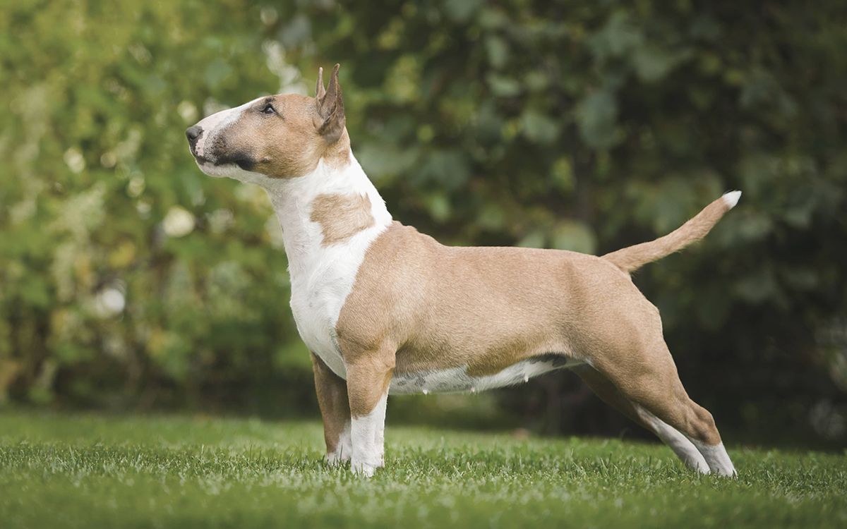 Bull Terrier sur une pelouse