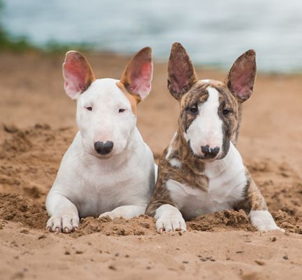 2 bull terriers sur une plage