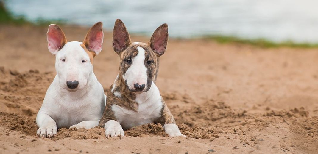 2 bull terriers côte à côte sur une plage