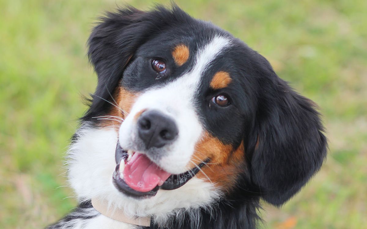 Le Bouvier Bernois, tout sur cette race de chien - Animal Futé