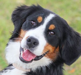 Gros plan d'un Bouvier Bernois