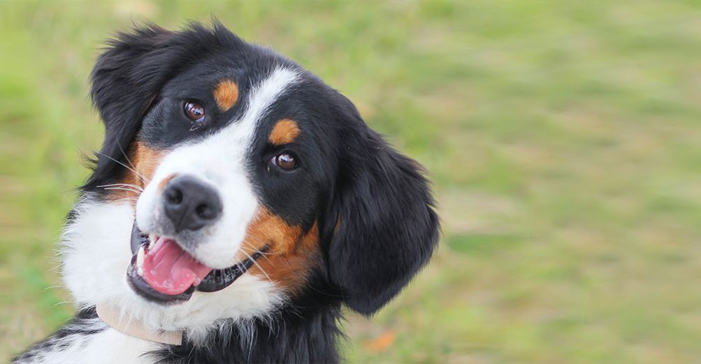 Éducation canine et élevage de Bouviers Bernois