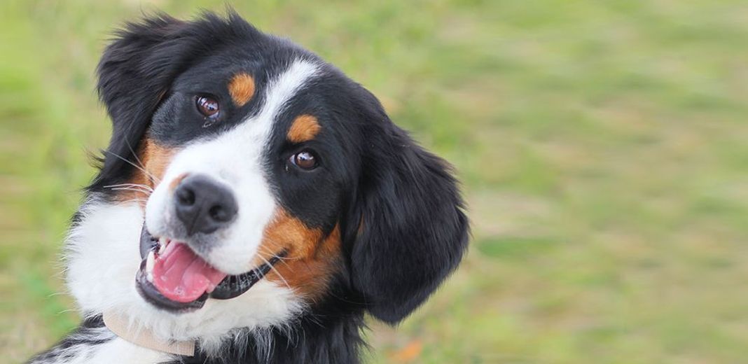 Avoir un chien heureux et bien dans sa tête au quotidien ? - Dogs & Nature