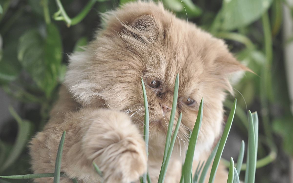 Persan jouant en pleine nature