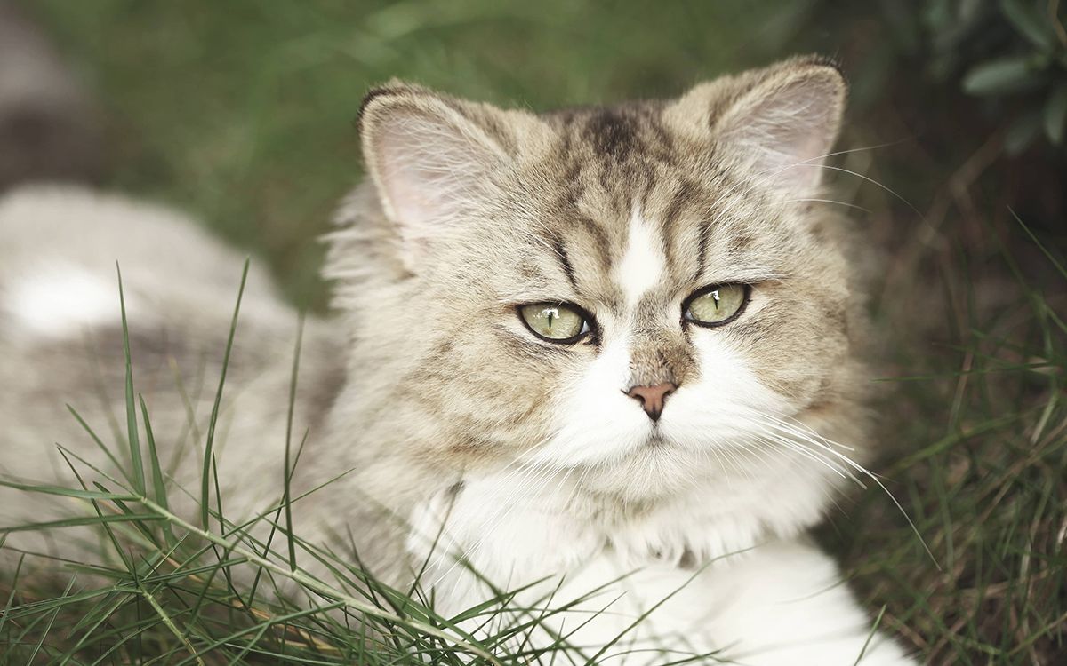 Persan allongé sur de l'herbe