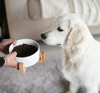 Chien regardant sa gamelle de croquettes tenue par sa maîtresse 